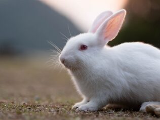 赤い目の白ウサギ